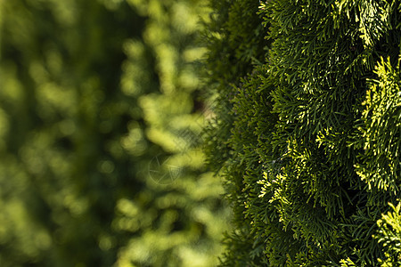 崖柏树的绿色对冲 金钟柏树的特写新鲜绿色树枝 常绿针叶推树 自然背景衬套森林树篱枝条墙纸园艺灌木植物群叶子胡同图片