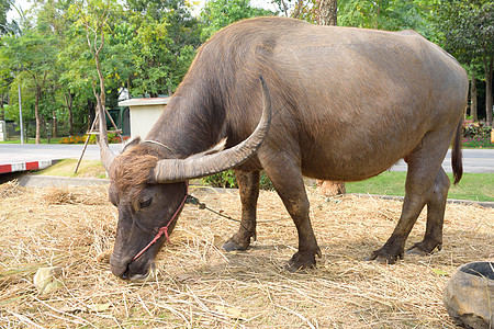 水牛在农场动物园野生动物旅行农民白色热带哺乳动物荒野喇叭动物图片