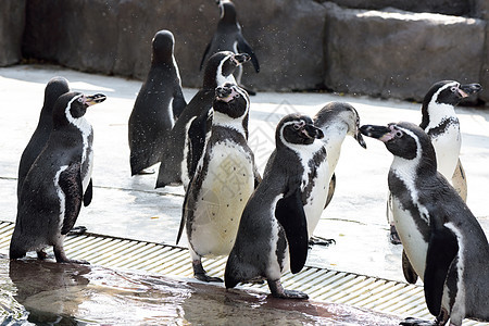 可爱的企鹅冰山支撑展示动物园野生动物情调动物翅膀异国荒野图片