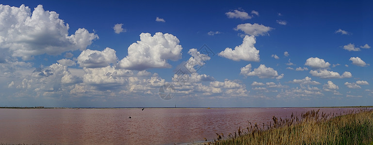 带有粉红盐湖的自然景观芦苇旅游全景水面植物旅行粉色海岸线支撑植被图片