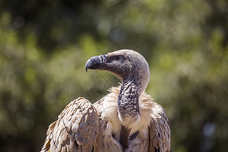 南非 Vulpro康复中心物种生物濒危秃鹰志愿者保护区水平生态自然育种图片