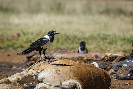 南非 Vulpro康复中心生态诊所胴体计划志愿者乌鸦黑与白白腹生物观鸟图片