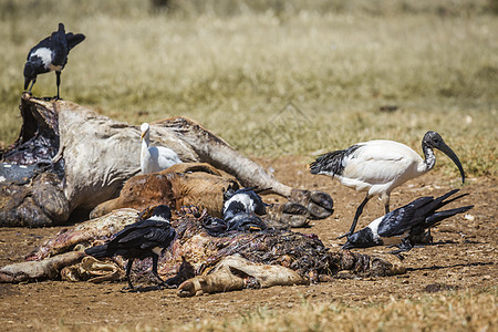 南非 Vulpro康复中心生物计划小群保护区动物白鹭观鸟白腹胴体黑与白图片