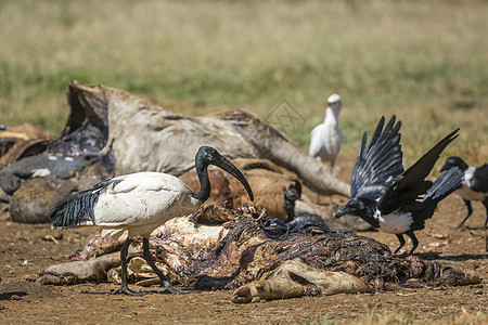 南非 Vulpro康复中心生态诊所志愿者胴体鸟科白腹动物行为育种保护区图片