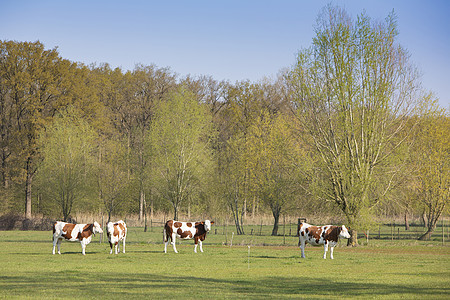 在霍兰山春林附近的草地上发现棕褐色的奶牛图片