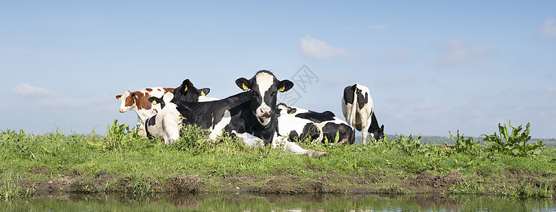 水边的小奶牛夏天喂养高清图片