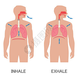 呼吸系统呼吸图片