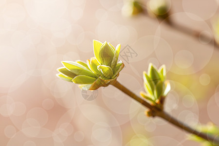 春初在树枝上露出红花芽 太阳照射水平形态衬套园艺唤醒植物花园生长花蕾季节宏观枝条图片