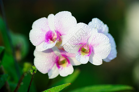 抽象兰花花花农场花园园艺植物紫色热带粉色植物群白色图片