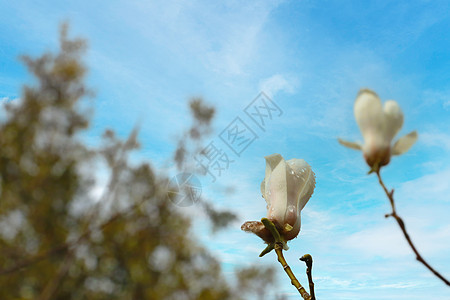 用露水或水滴在天空底部的大木兰花图片