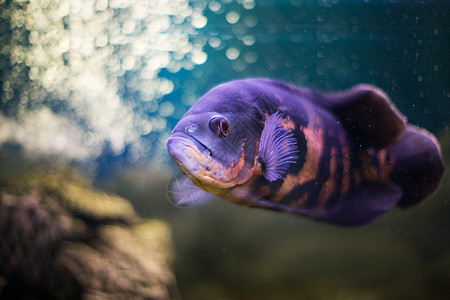 水族馆中蓝色的极角天文鱼类鱼类生活动物异国珊瑚潜水神仙鱼淡水野生动物橙子观赏鱼图片