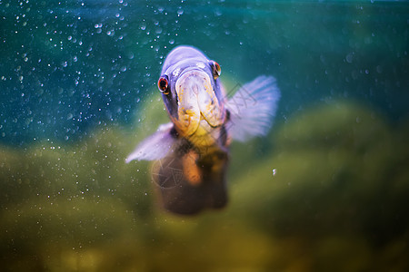 水族馆中蓝色的极角天文鱼类鱼类海洋荒野宠物神仙鱼异国淡水珊瑚热带情调动物图片