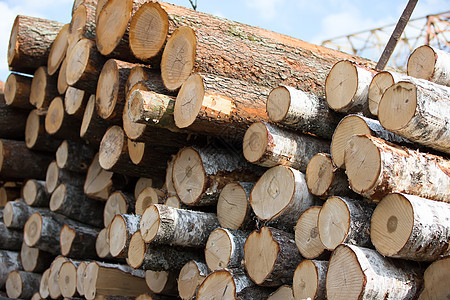 日志森林树干木材团体活力记录松树工艺燃料材料图片