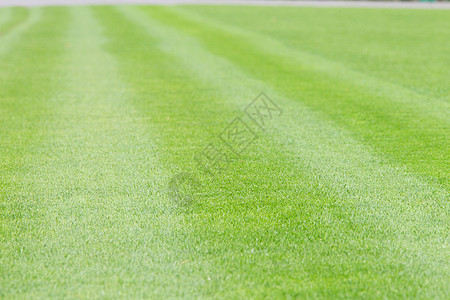 足球场的绿色草坪图片