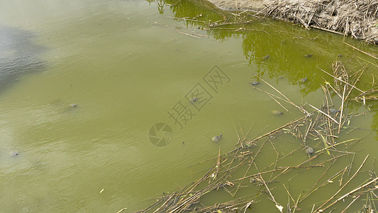 巴塞罗纳市郊区的海龟入侵物种自然公园 非法捕猎情调爬行动物热带水龟异国外星人宏观野生动物橙子团体图片