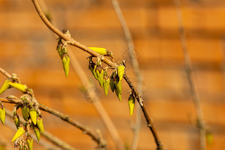 在模糊的背景之下 黄褐色的发芽和花朵花头生长植物群植物园季节花园花瓣衬套植物植物学图片