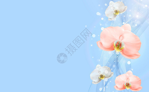 3D 逼真的天然粉色和白色兰花花背景  Adsflyer 或杂志背景的设计模板 矢量图 Eps1花瓣温泉兰花植物群标语热带生态蓝图片