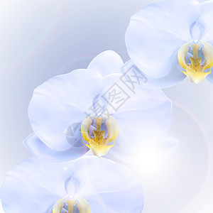 逼真的 3d 蓝色兰花花背景 矢量图 Eps1植物兰花植物群花园粉色紫色花瓣装饰风格异国图片