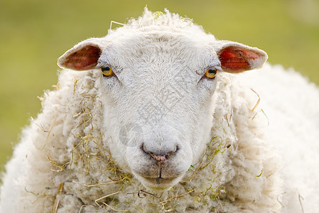春天的草地上未剪毛的羊 在村庄的农场饲养的美丽天然绵羊特写农业生产环境头发场地羊毛哺乳动物农田羔羊动物图片