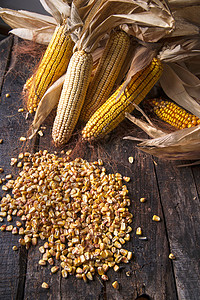 干玉米鳕糖类场地黄色棒子植物营养玉米农场面粉饮食背景