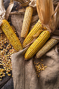 干玉米鳕植物场地食物棒子收成糖类农业面粉健康营养背景