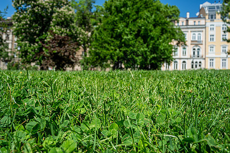 绿色绿木草公园 欧洲城市 欧洲 保加利亚阳光日生长季节环境花园草原植物生态叶子晴天草地图片