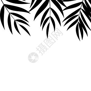 与热带棕榈叶的抽象自然背景 它制作图案矢量白色树叶墙纸植物绿色森林艺术生长衬套花园背景图片