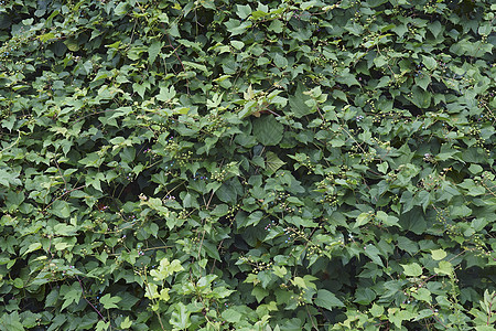 克里风植物爬行者生物树叶被子园艺叶子生物学葡萄科腺体植物群图片