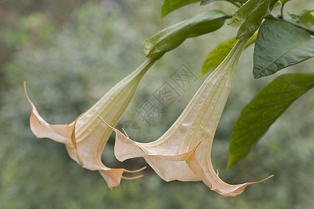 天使喇叭花的近视形象植物被子生物学植物学园艺念珠菌小号天使生物植物群图片