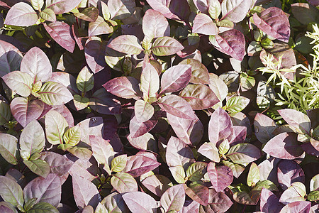 大型紫色离心植物的近距离图像图片