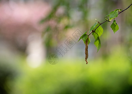 春日用树叶对付房屋天空木头植物分支机构绿色环境季节树木花园叶子图片