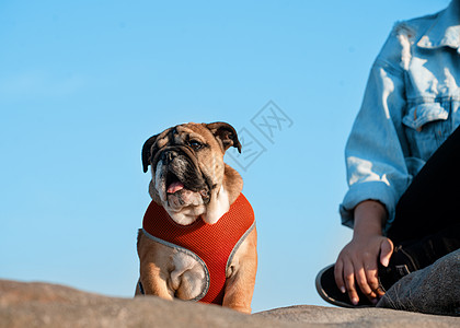 红色的英国公牛狗狗狗在红绳子上散步 站在石头上与蓝天对立足迹朋友宠物伴侣犬类运动友谊小狗动物斗牛犬图片