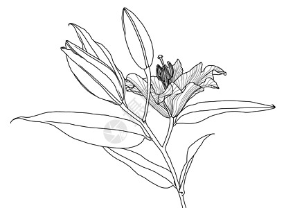 带叶和芽的百合花的逼真线性图植物植物群插图叶子雄蕊艺术花瓣矢量绘画线条图片