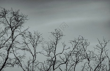 灰色天空背景上的光秃秃的树 剪影死树 的背景 树枝的美丽图案 生命观念的脆弱性和不确定性 平静的死去图片