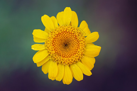 美丽的黄色花朵在模糊的背景之下图片