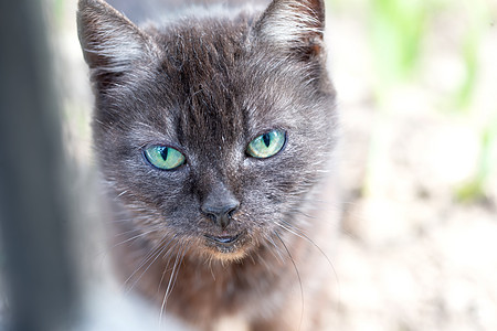 笑着滑稽的猫脸 绿眼睛的灰猫图片