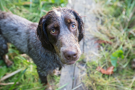 自然的狩猎狗 爱尔兰仙子在池塘附近哺乳动物小狗绿色家畜快乐纯种狗猎犬乐趣毛皮动物图片