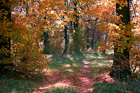 含有黄叶和落叶的秋林色彩乔木晴天阳光森林季节橙色风景环境林地图片