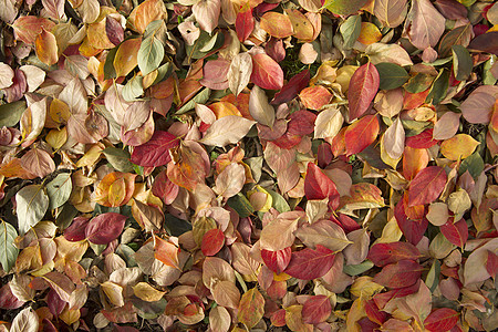 树叶季节性木头叶子作品地毯橙子生活柿子红色背景图片