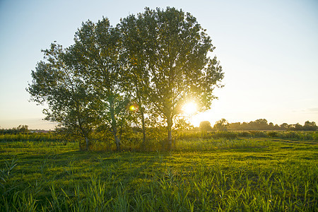 树公园木头孤独森林叶子绿色阳光日落季节晴天图片