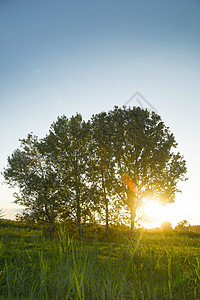 树晴天太阳绿色公园季节森林叶子阳光木头孤独图片