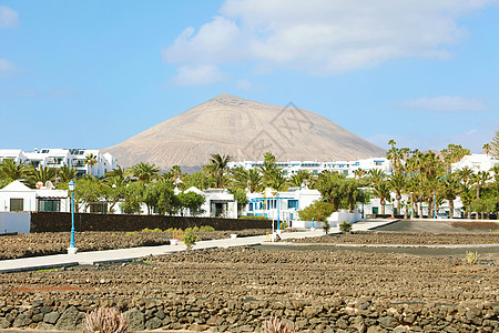 Lanzarote风景 有棕榈树 白房子和火山背景图片