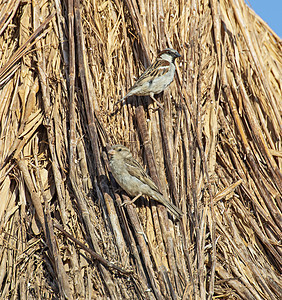房屋的麻雀笼罩在稻草屋顶上农村茅草野生动物荒野翅膀乡村屋顶羽毛自然观鸟图片