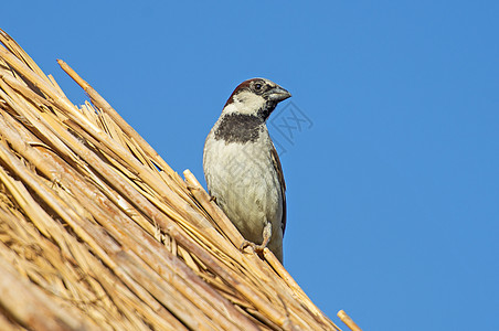 房屋的麻雀笼罩在稻草屋顶上茅草荒野农村天空乡村自然观鸟账单蓝色羽毛图片