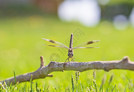 木质树枝上游翔滑翔龙尾的近距离细节胸部环境昆虫蜻蜓黑色野生动物枝条腹部自然荒野图片