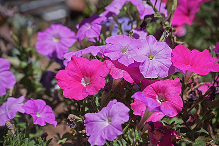 粉和紫Petunias13895背景图片