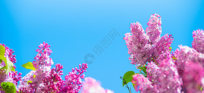 在蓝天背景的淡紫色分支 开花的灌木 蓝天 粉红色的丁香 夏天 复制空间晴天天空植物花园卡片花瓣阳光紫色墙纸花束图片