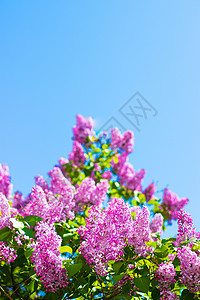 在蓝天背景的淡紫色分支 开花的灌木 蓝天 粉红色的丁香 夏天 复制空间蓝色晴天紫色墙纸天空花瓣园艺季节香气植物图片