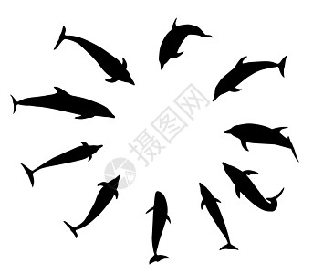 不同变体(跳 飞 游 潜水)的一组黑海豚图片