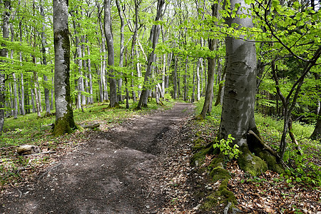春时森林中第一次绿树叶荒野公园太阳季节绿色风景叶子木头环境全景图片